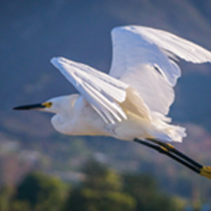 bird