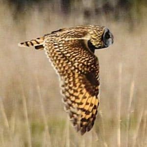 owl